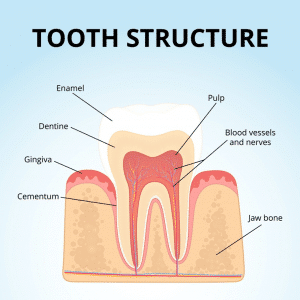 diagram of tooth structure